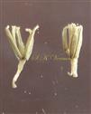  Stamens